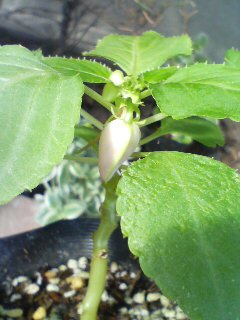 挿し木 挿し芽 植え替え 草むしり ギボウシ ホスタ でナチュラルガーデン ベランダガーデン