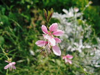 ガウラ 白蝶草 白とピンクの花 我が家の森 庭 のその奥は ギボウシ ホスタ でナチュラルガーデン ベランダガーデン