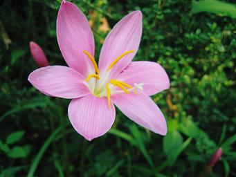 ゼフィランサスのピンク 夏植え球根 ギボウシ ホスタ でナチュラルガーデン ベランダガーデン